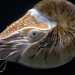 Potrebbero addirittura esistere specie non ancora conosciute dalluomo? Beh  quello che  avvenuto con il Nautilus, il cosiddetto fossile vivente. Si tratta di un genere di mollusco cefalopode tetrabranchiato, considerato estinto sino al 1829, anno in cui fu avvistato, vivo, nellOceano Indiano (Foto di Hans Hillewaert)